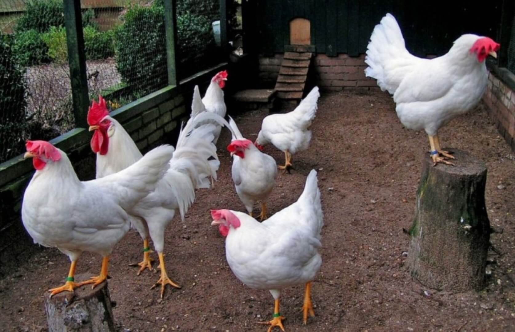 Сколько живут домашние курицы. Длительность жизни кур во многом зависит от питания и окружающих условий. Источник фотографии: mrhvost.com. Фото.