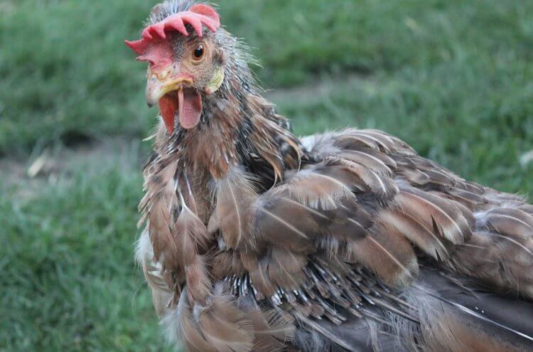 Hvad sker der med gamle kyllinger. Gamle kyllinger producerer færre æg, og deres kød smager dårligt. Foto: usskie-perepela.ru. Foto.