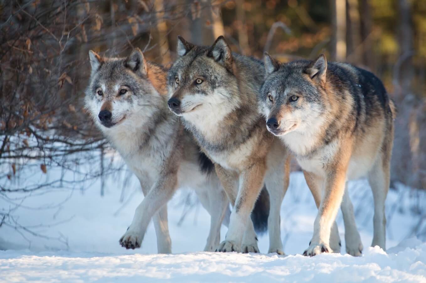Чем опасны волки и койоты. Животные из семейства псовых обычно живут в стаях. Фото.