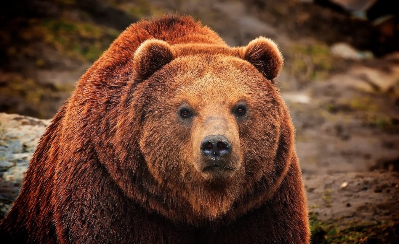 Чем опасны медведи. Медведи не только сильны, но и выносливы — они бегают со скоростью до 48 километров в час. Фото.