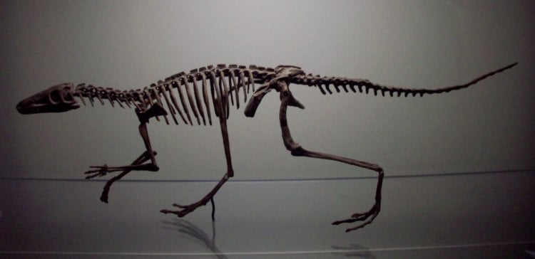 Как появились динозавры. Скелет маразуха — одного из самых первых динозавров на Земле. Фото.