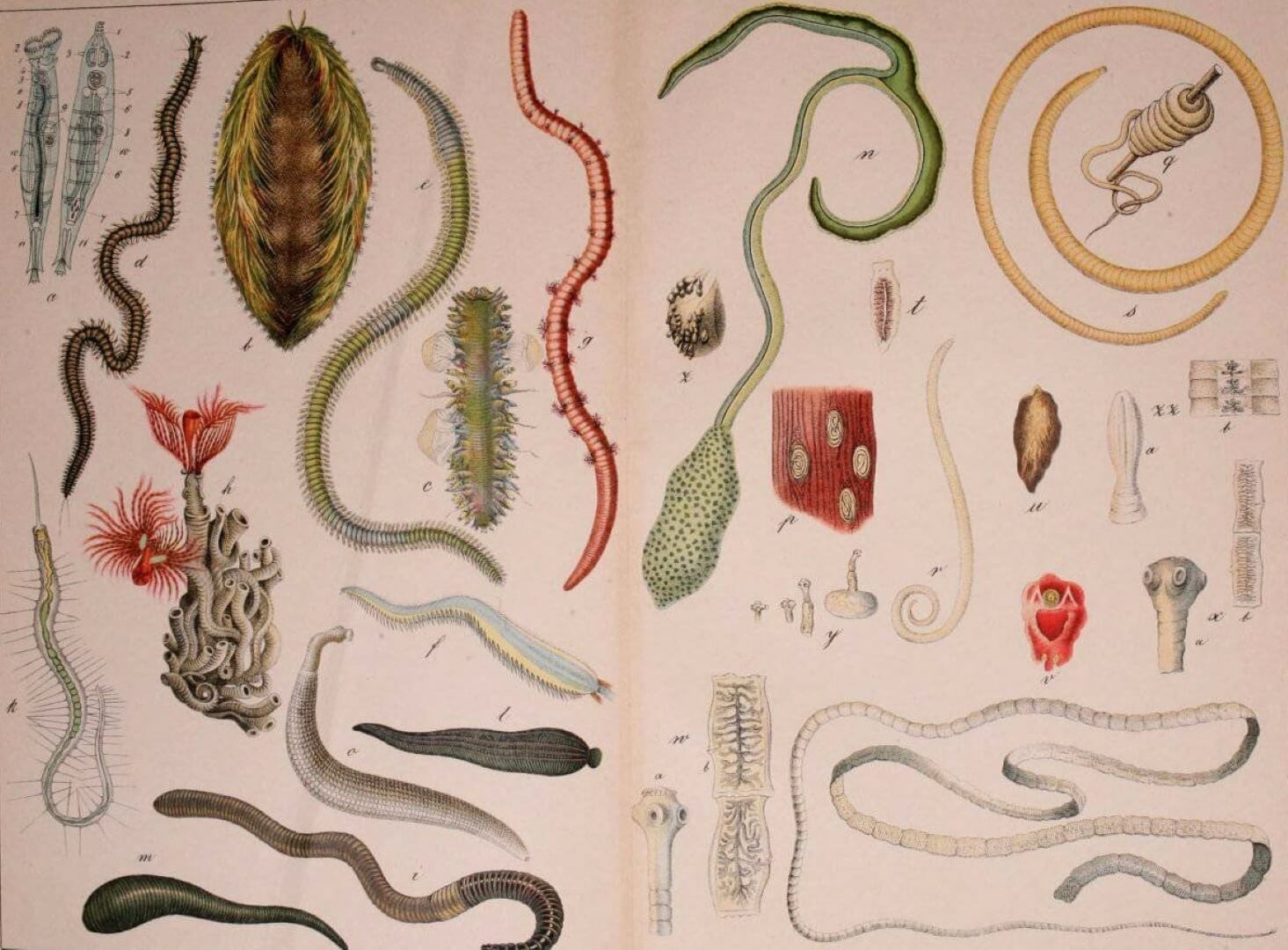 Заражение паразитическими червями. В древние времена паразиты были гораздо опаснее, чем сегодня. Фото.