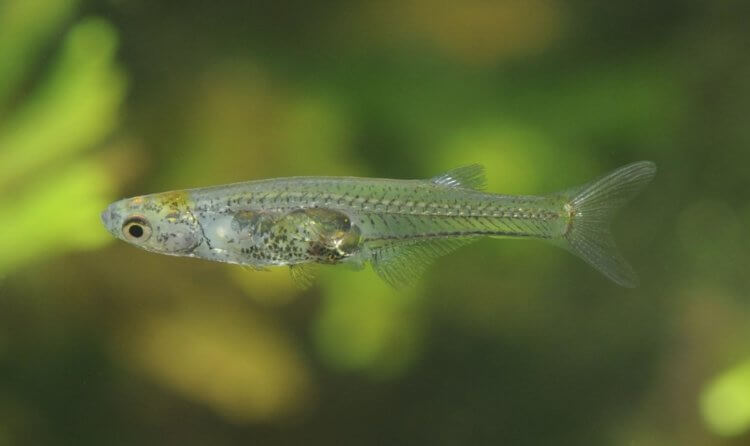 Рыба умеющая издавать звуки. Внешний вид рыбы Danionella cerebrum. Фото.