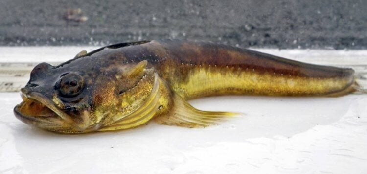 Самые громкие рыбы в мире. Северная рыба-мичман. Фото.