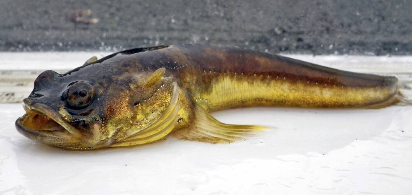 Самые громкие рыбы в мире. Северная рыба-мичман. Фото.