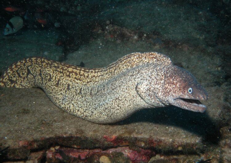 What happens to a person underwater. Moray eel fish. Image: flomaster.top. Photo.