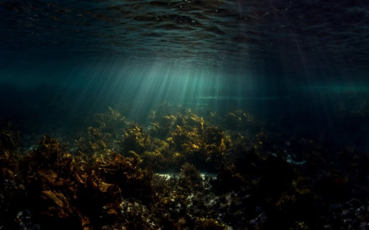 Varför är blodgrönt under vattnet? I havens djup är det omöjligt att se den röda färgen. Bild: dailymail.co.uk. Foto.