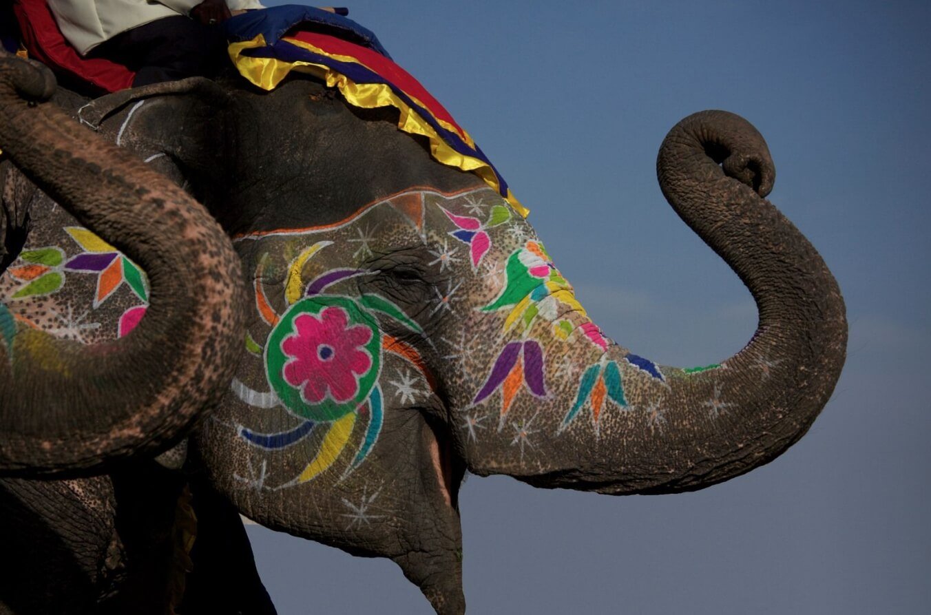 Слоны хоронят своих сородичей почти так же, как и люди