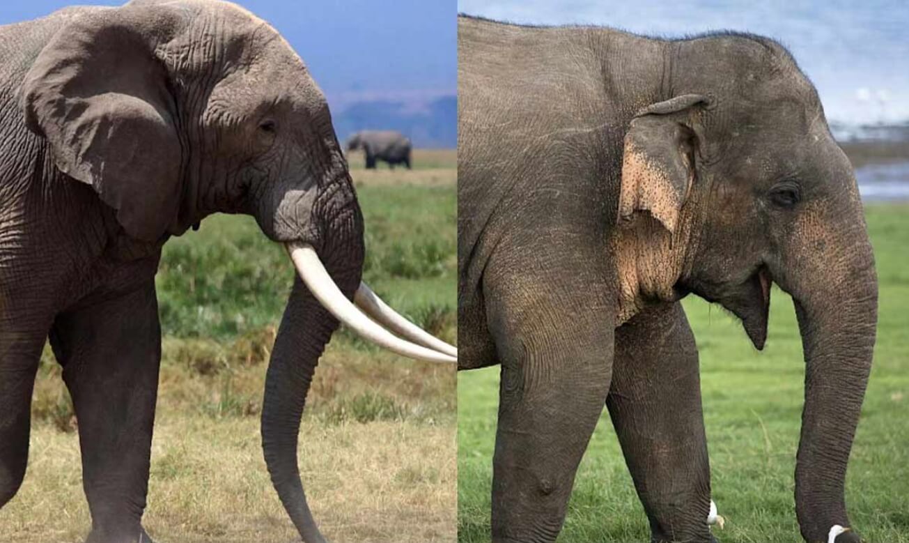 Как ведут себя слоны после смерти детеныша. Африканский слон (слева) и индийский слон (справа). Фото.