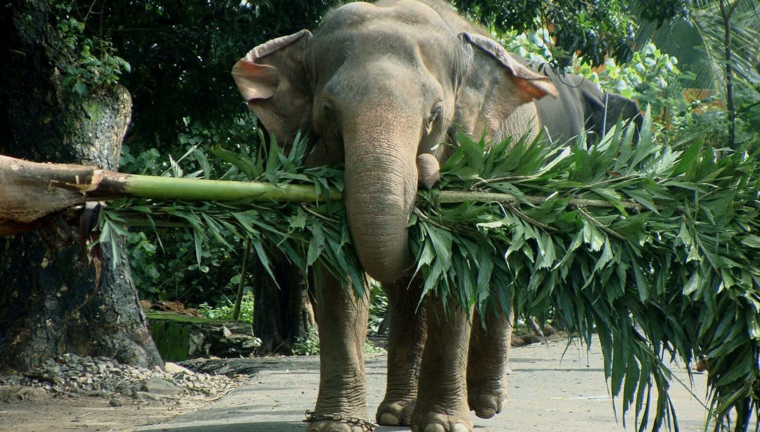 Какой вес может поднять слон. Индийские слоны могут поднять груз весом до 300 килограммов. Фото.