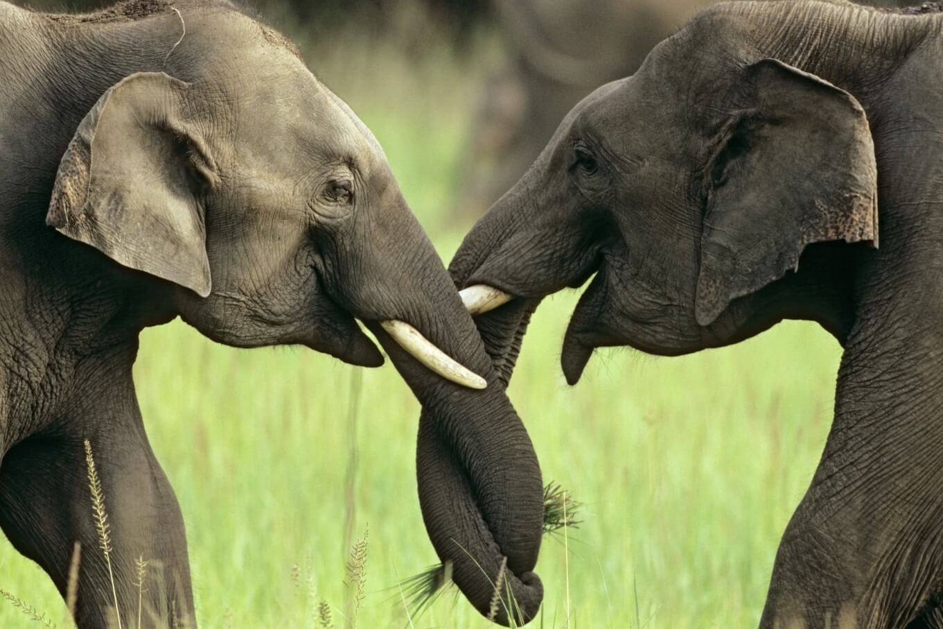 Интеллект слонов. Слоны являются очень общительными животными — у них есть свой загадочный язык. Фото.