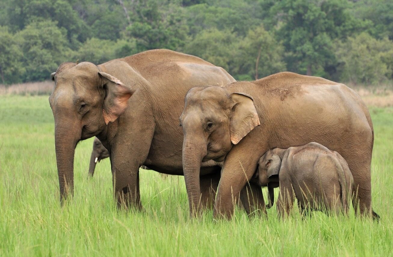 Компания, клонирующая мамонтов. Азиатские слоны являются очень близкими родственниками мамонтов. Фото.