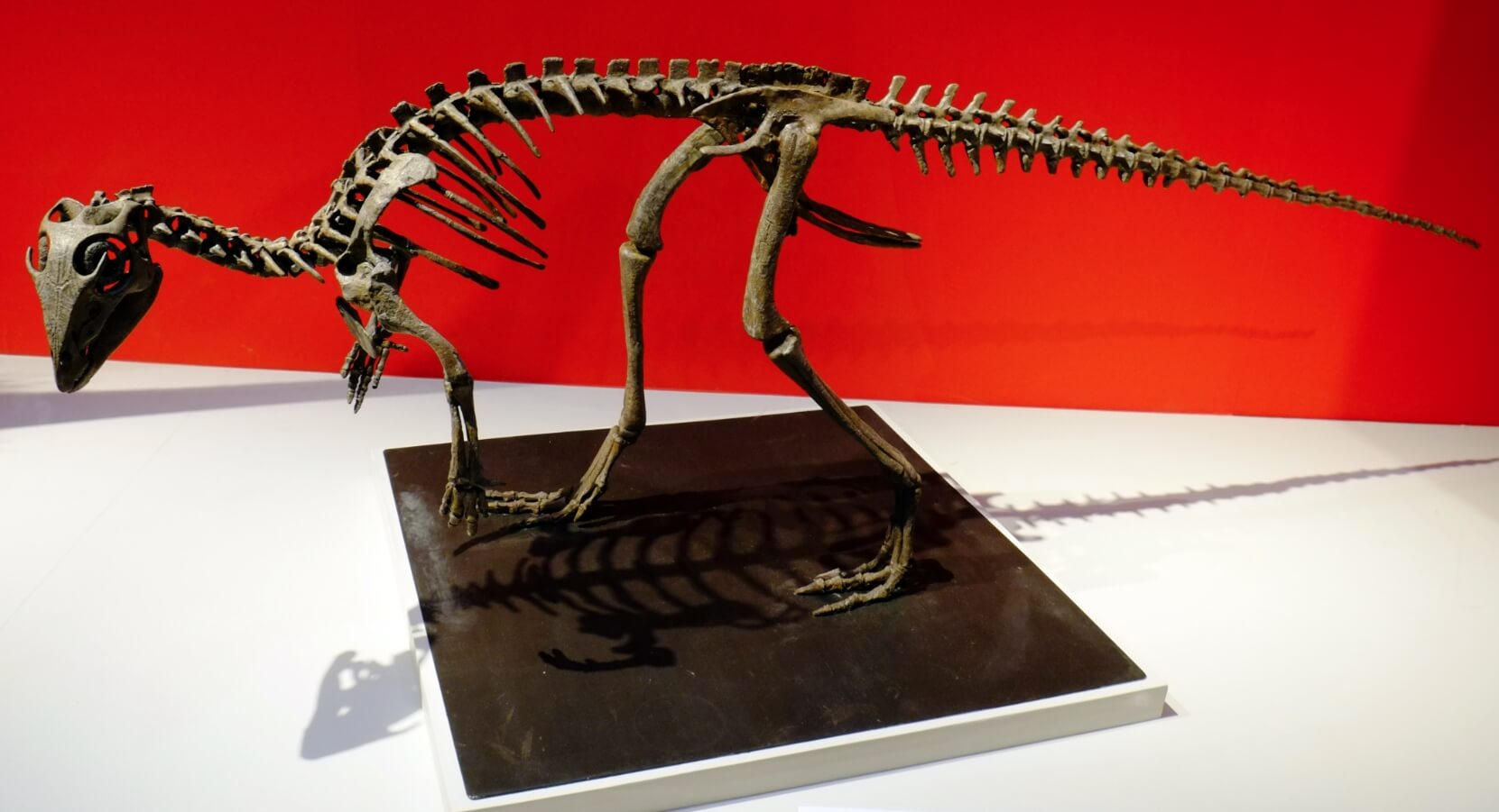 Кулиндадромеи — динозавры Забайкальского края. Скелет кулиндадромея. Фото.