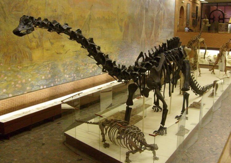 Гигантские динозавры в России. Скелет диплодокоида. Фото.