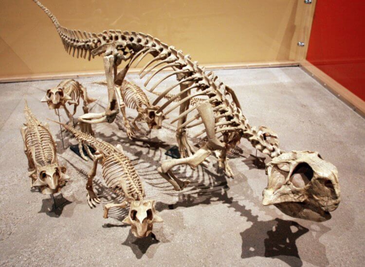 Самые необычные динозавры, найденные в России. Скелет пситтакозавра. Фото.