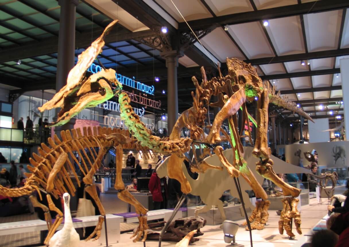 Динозавры с гребнем в России. Скелет олоротитана. Фото.