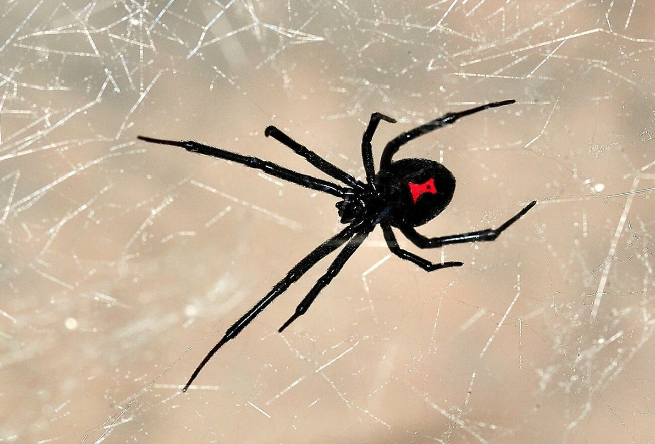 Самые опасные для людей пауки. Паук черная вдова. Фото.