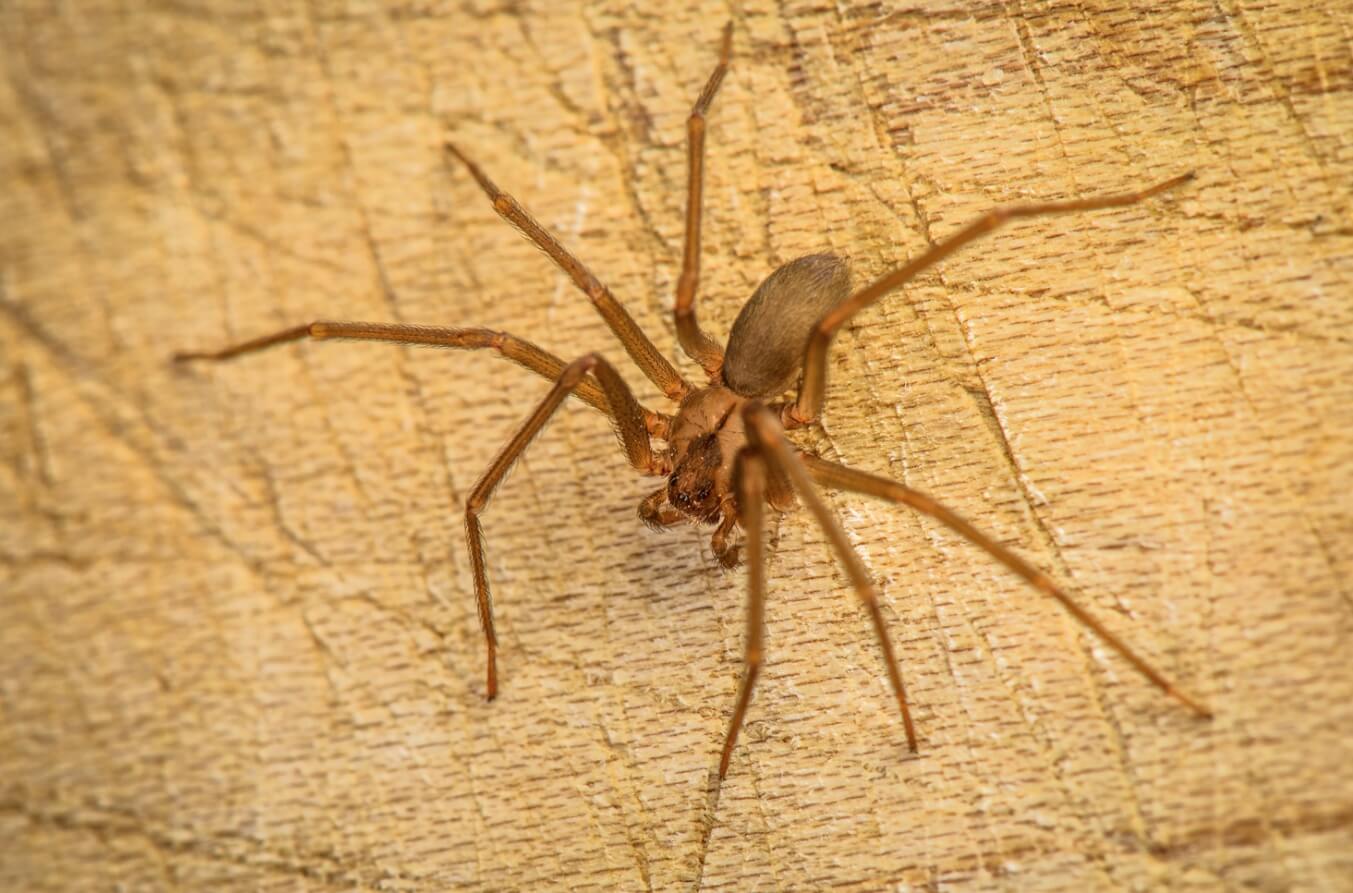 Самые опасные для людей пауки. Коричневый паук-отшельник. Фото.