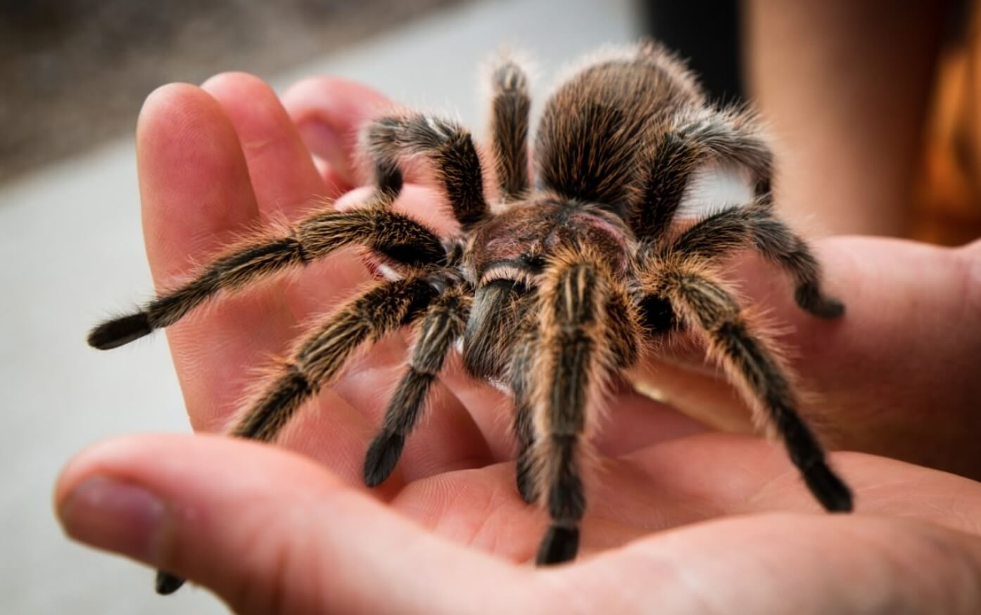 Самые опасные для людей пауки. Некоторые тарантулы менее ядовиты, чем другие. Фото.