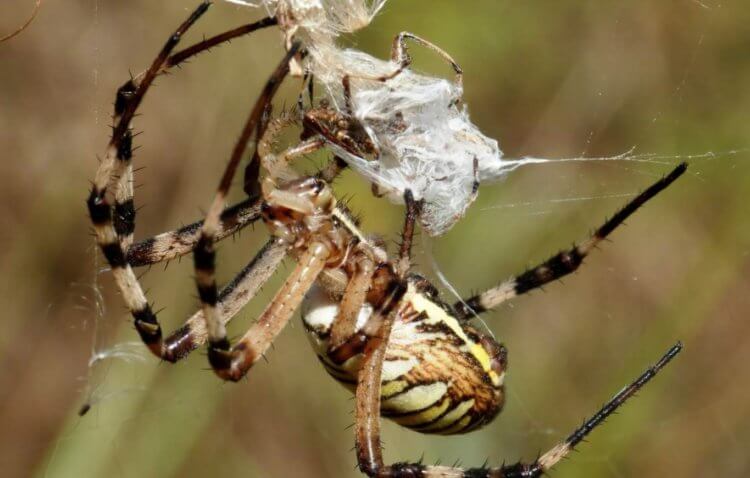 Почему пауки ядовитые. У каждого вида пауков своя стратегия охоты. Фото.