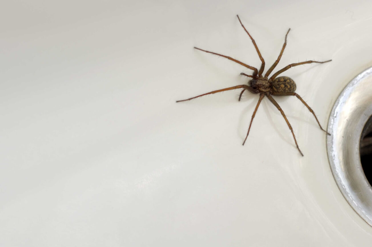 Опасны ли домашние пауки для людей. Домашний паук крупным планом. Фото.