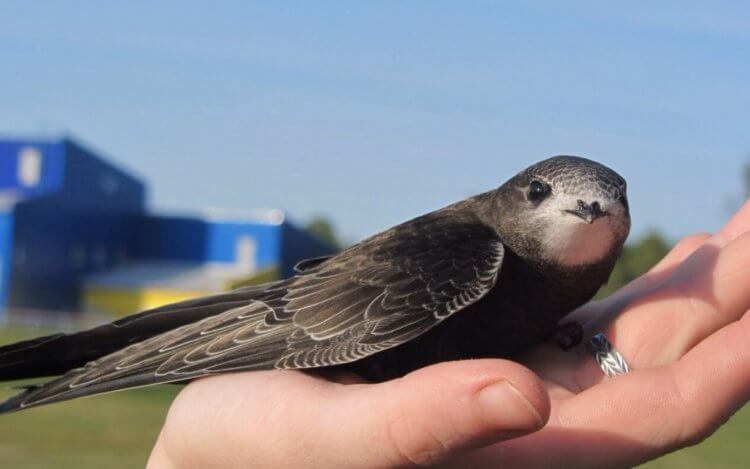 Hvordan swifts flyver i 10 måneder uden at lande og ikke dør. Swifts er små fugle med fantastiske evner. Foto: poknok.art. Foto.
