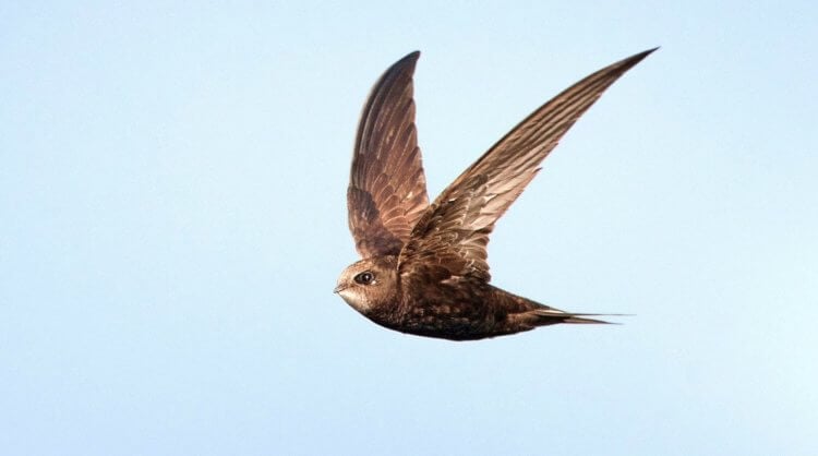 What swifts look like. A swift in flight. Photo: gas-kvas.com. Photo.