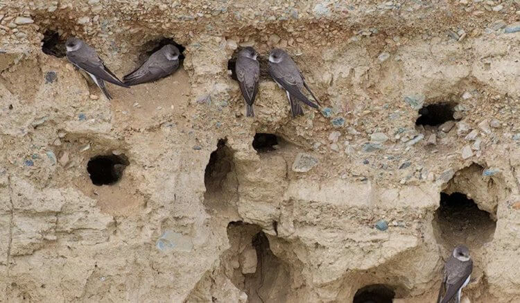 Where swifts make nests. Swifts can create a nest even in a rock. Photo: mirfauni.com. Photo.