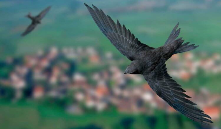 Какие птицы дольше всего летают. Скорость полета стрижа может достигать 200 километров в час. Фотография: catalog-photo.ru. Фото.