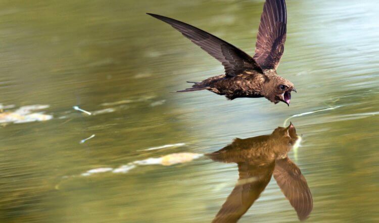 Vad äter fåglar i luften. Den lilla storleken på kroppen gör att hassvalvar bokstavligen kan leva i luften. Foto: poknok.art. Foto.