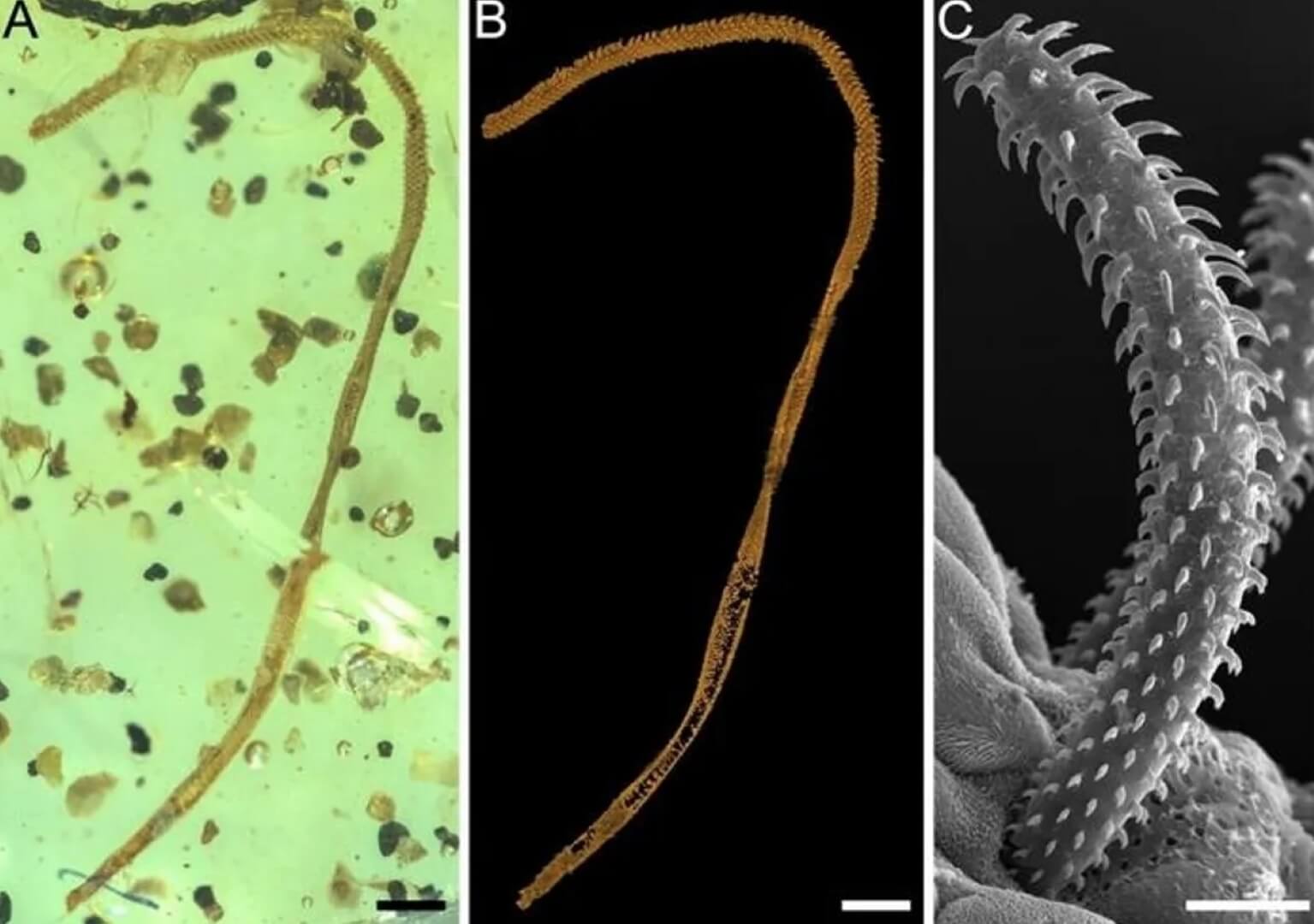 Окаменелые останки древнего ленточного червя. На изображениях A и B показан окаменелый ленточный червь, а на картинке C — современный. Изображение: IFL Science. Фото.