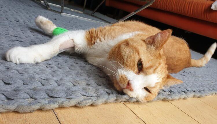 En revolution inden for veterinærmedicin. Katten Akai besejrede pladecellekræft i tungen. Billede: veterinary-practice.com. Foto.