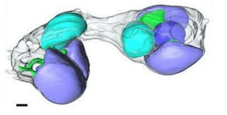 Liv har uppstått på jorden igen. Delningen av en algcell i stället för organellen nitroplast (markerad i blått). Foto.