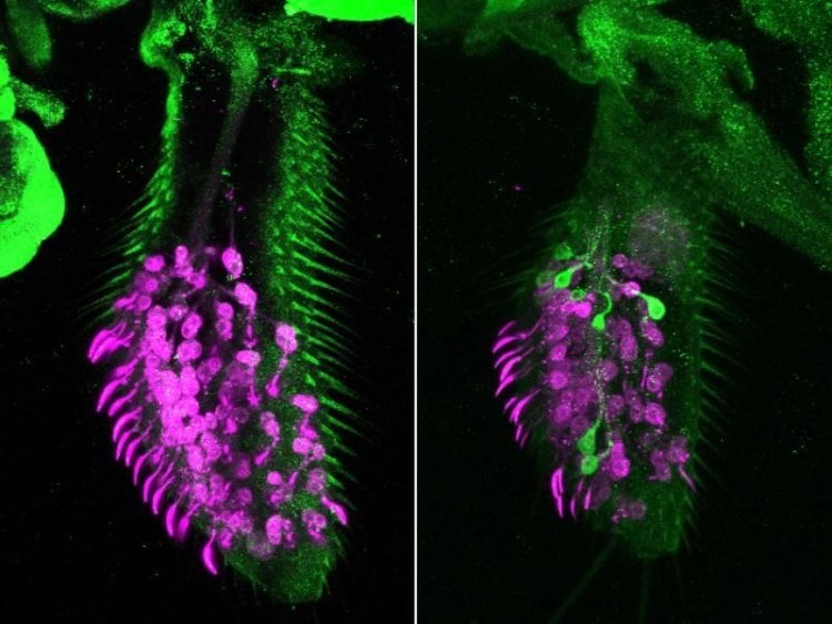 «Zombieneuroner» och fruktflugor. Luktorganet hos en fruktfluga. Till vänster är en fluga vars nervceller är markerade i lila. Till höger är en fluga vars nervceller, dömda till döden, bevarades av forskare och förvandlades till nya zombie-neuroner (ljusgröna Bild: crick.ac.uk Photo). Vad är zombie-neuroner och hur hjälper de hjärnan att lära sig? /></p>
<p id=