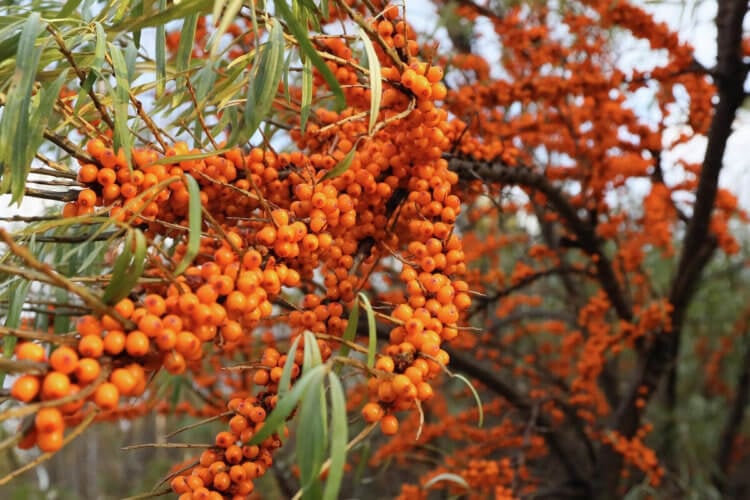 Sea buckthorn berries will help you lose weight and improve your health — scientists have called them a superfood. Sea buckthorn contains many useful substances. Photo source: www.yamdiet.com. Photo.