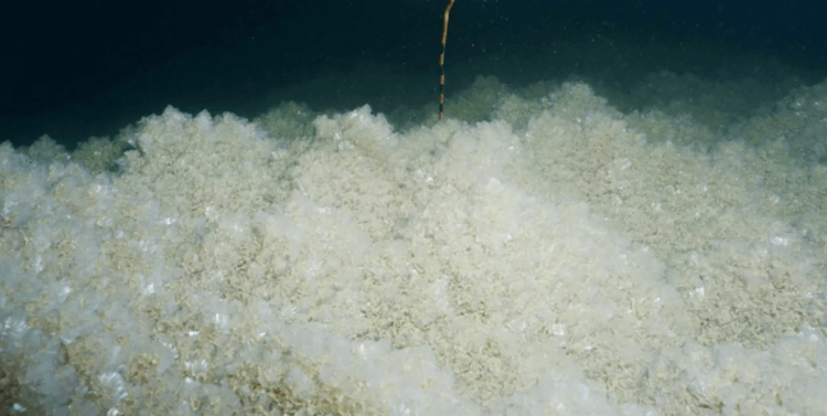 Hvor salt er Det Døde Hav? Saltkrystaller ophobes på bunden af ​​Det Døde Hav: Fotokilde: iflscience.com. Foto.