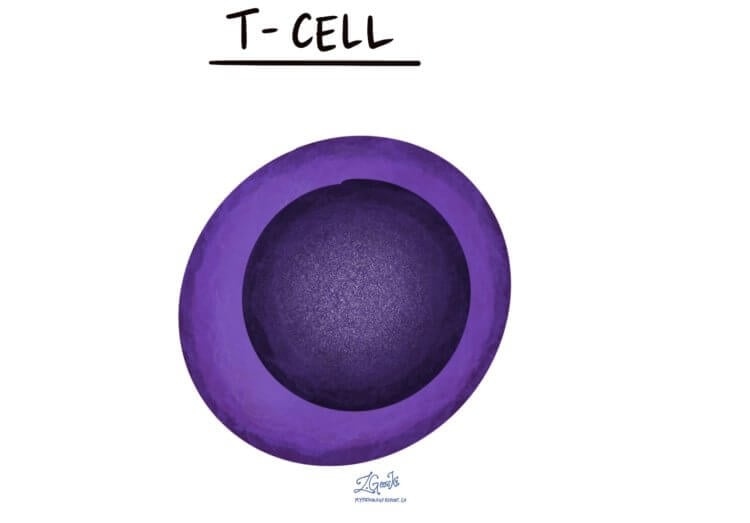 T-celler är immunsystemets fredsbevarare. Modifierade T-celler från leukemi- och lymfompatienter hjälper patienter att bli bättre. Bild: www.mypathologyreport.ca. Foto.