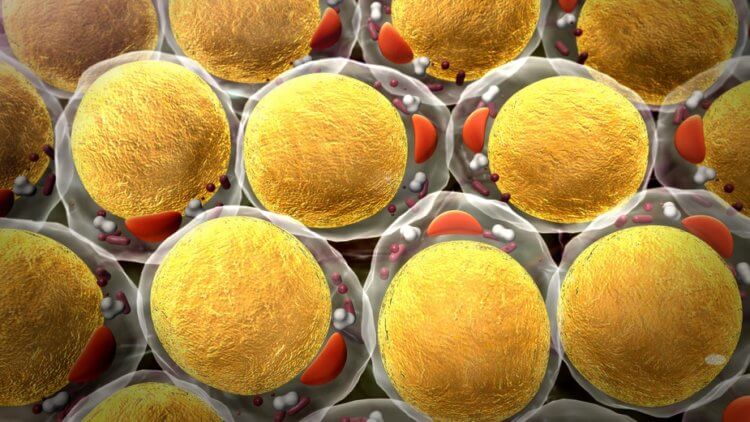 Why do people lose weight with cancer. Lactate causes the body to quickly burn calories in fat cells. Photo source: actu.epfl.ch. Photo.