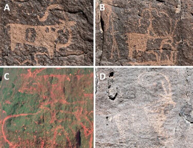 Cave paintings of ancient people. Rock paintings near Umm Jirsan. Image source: PLOS One. Photo.