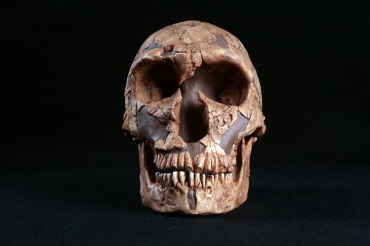 Hur många år levde forntida människor. Skalle av en forntida människa. Källa: dlt.ncssm.edu. Foto.