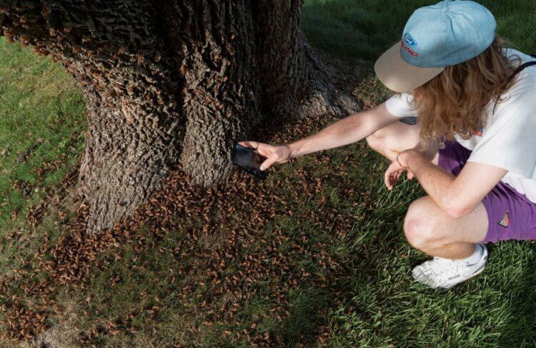 The largest cicada invasion in 200 years is coming to the United States. During a cicada invasion, thousands of insects can be seen at once. Photo source: reuters.com. Photo.