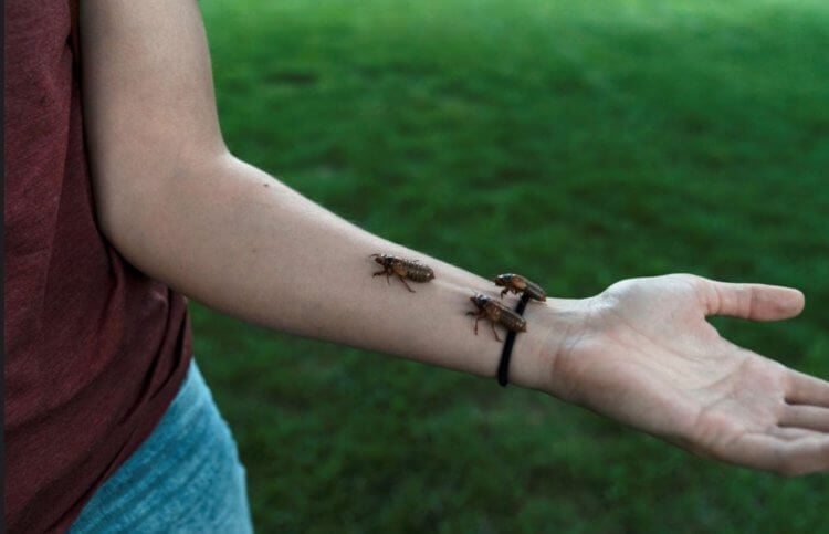 Cikadinvasion i USA. Amerikaner med rädsla för insekter kommer att ha det svårt 2024. Bildkälla: accuweather.com. Foto.