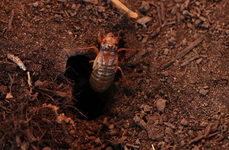 Life cycle of a cicada. An adult cicada emerges from the ground. Photo source: thebullamarillo.com. Photo.
