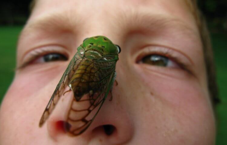 The danger of cicadas to people and plants. In some countries, cicadas are eaten. Photo source: businessinsider.com. Photo.