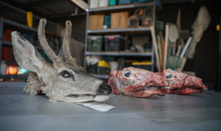 Can Hib be transmitted to people? Let us remind you that any comparisons of sick deer with zombies are unscientific. Image: citizen-times.com. Photo.