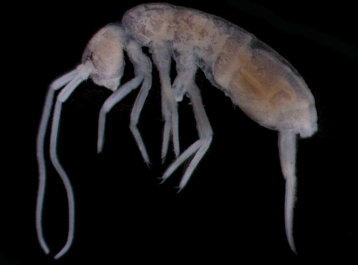 Какое подземное животное обитает глубже всего. Крошечная ногохвостка Plutomurus ortobalaganensis. Изображение: Википедия, пользователь Enrique Baquero. Фото.