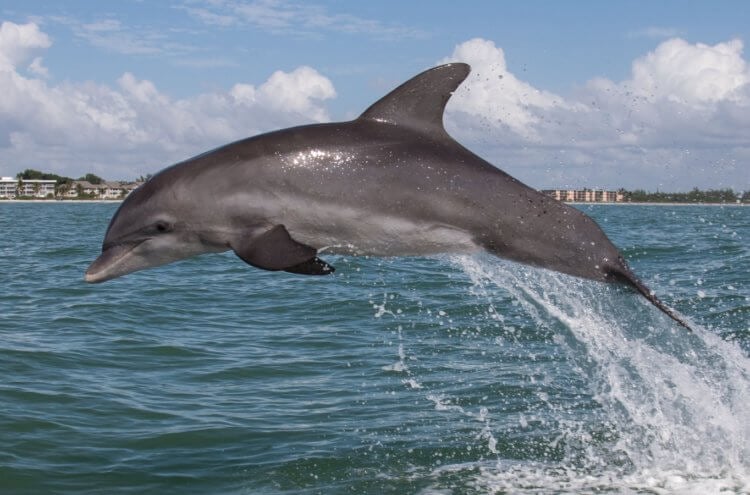 How dolphins behave. Bottlenose dolphin. Photo source: ohotniki.ru. Photo.