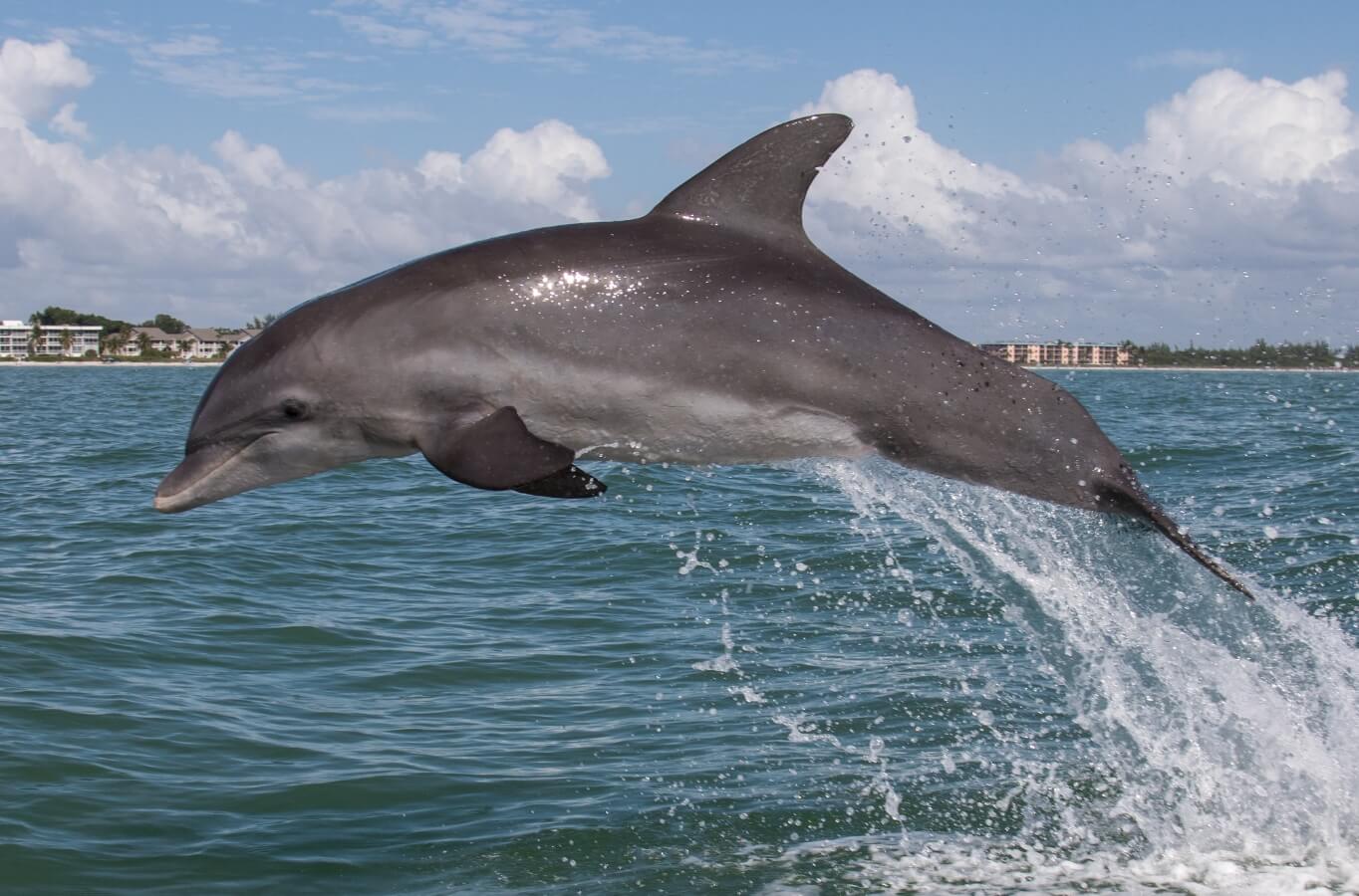 Как ведут себя дельфины. Дельфин афалина. Источник фотографии: ohotniki.ru. Фото.