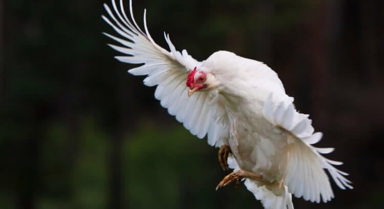 Varför flyger inte kycklingar? Kycklingar kan använda sina vingar för långa hopp. Bild: 7ogorod.ru. Foto.