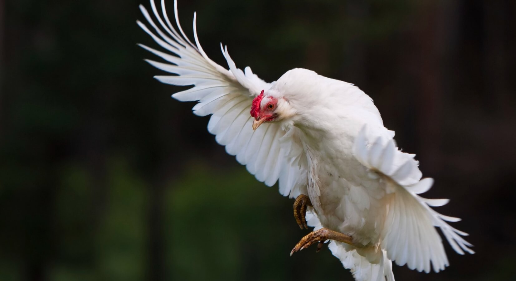 Почему курицы не летают. Куры могут использовать крылья максимум для длинных прыжков. Изображение: 7ogorod.ru. Фото.